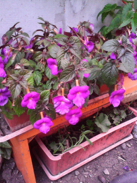  - -TROMPETE MOV - ACHIMENES