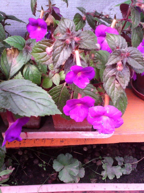  - -TROMPETE MOV - ACHIMENES