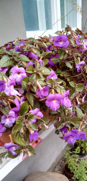  - -TROMPETE MOV - ACHIMENES