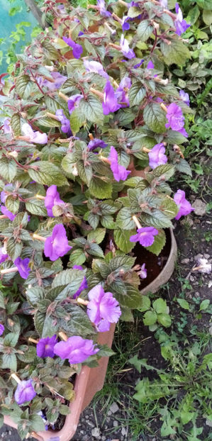  - -TROMPETE MOV - ACHIMENES