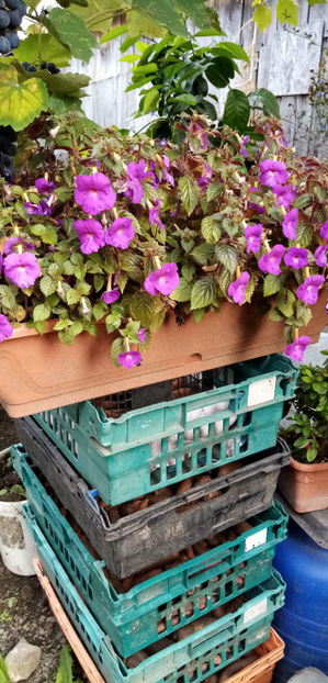  - -TROMPETE MOV - ACHIMENES