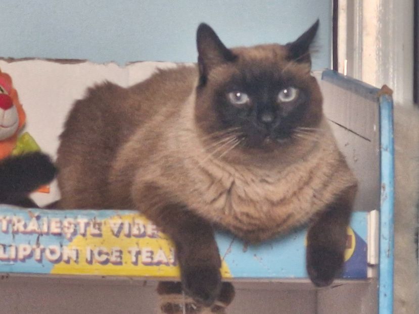  - Pisicii mei în februarie 2025