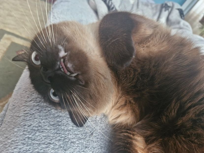  - Pisicii mei în februarie 2025