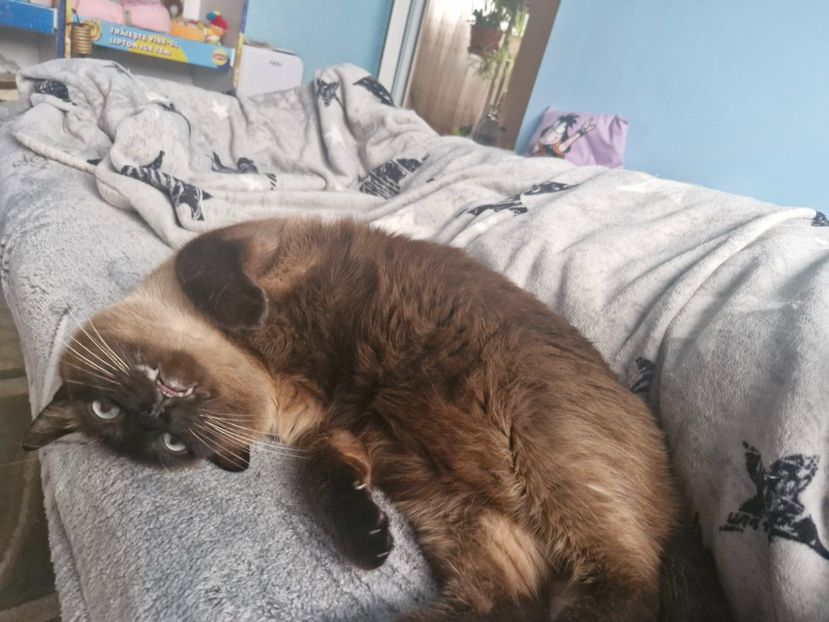  - Pisicii mei în februarie 2025