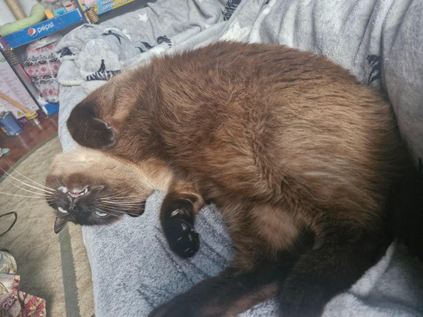  - Pisicii mei în februarie 2025