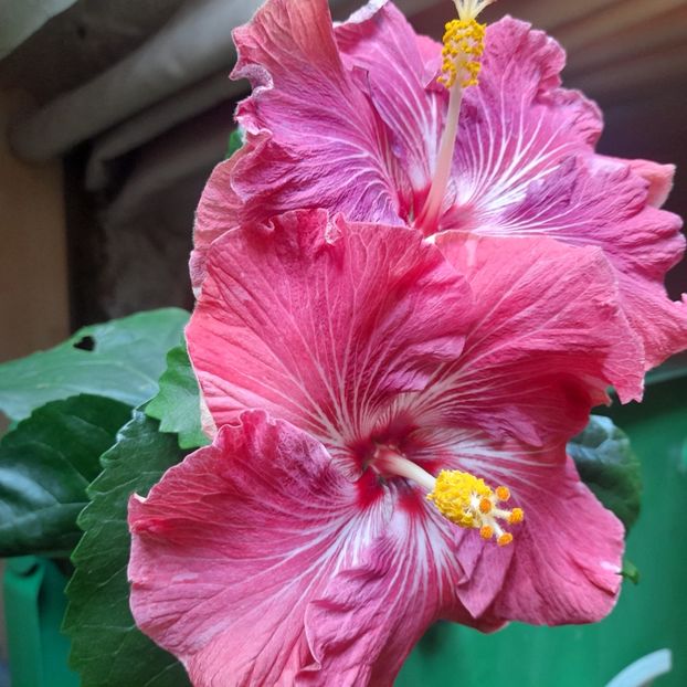  - Carribean Royal Purple