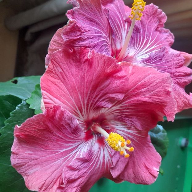  - Carribean Royal Purple