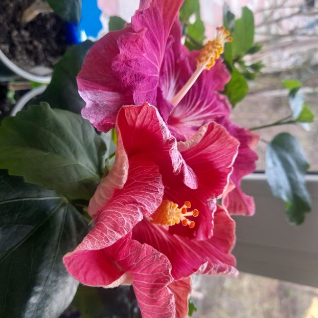  - Carribean Royal Purple