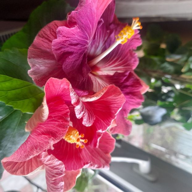  - Carribean Royal Purple