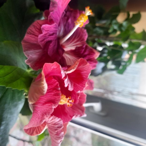  - Carribean Royal Purple