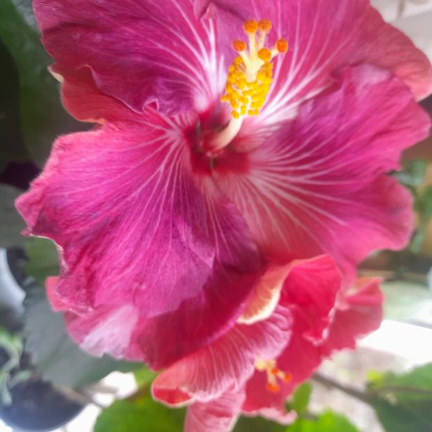  - Carribean Royal Purple