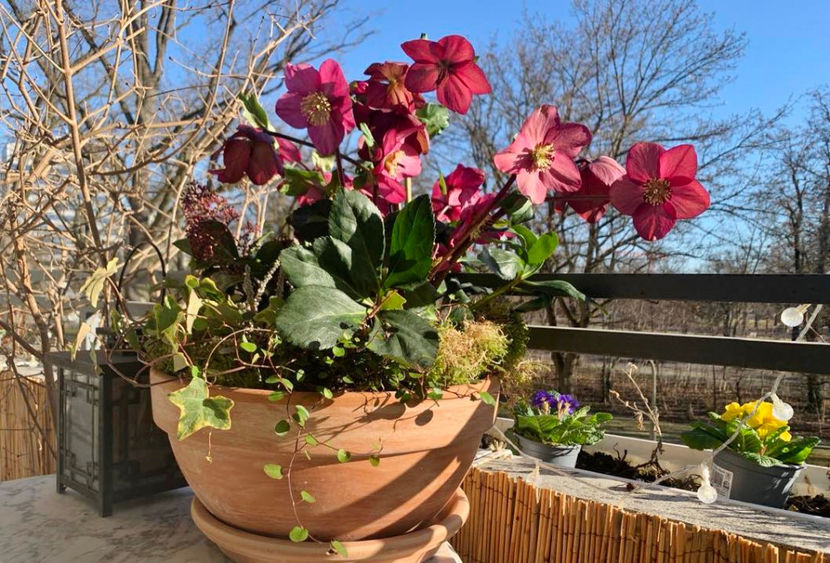  - Helleborus - Spanz