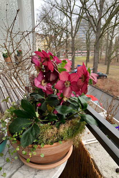  - Helleborus - Spanz