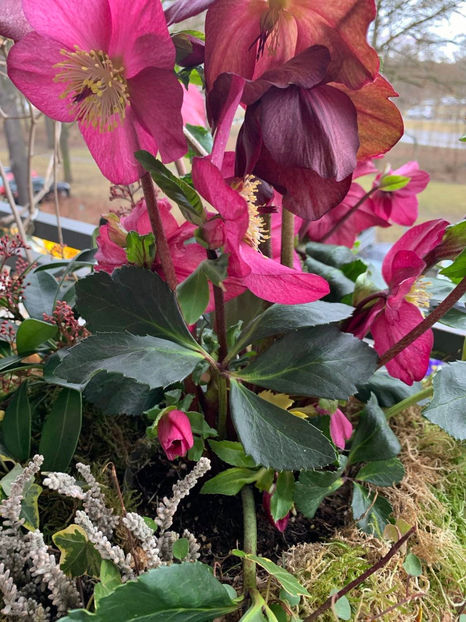  - Helleborus - Spanz