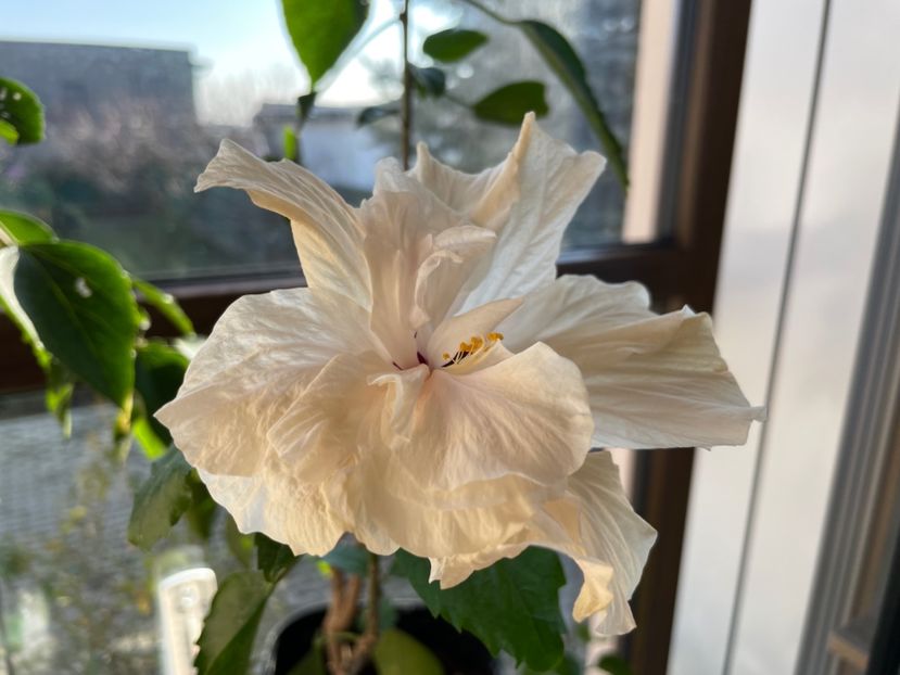  - Clasici - Apricot Dublu și Alb Dublu