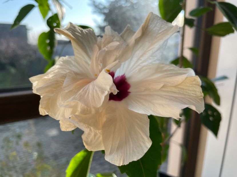  - Clasici - Apricot Dublu și Alb Dublu