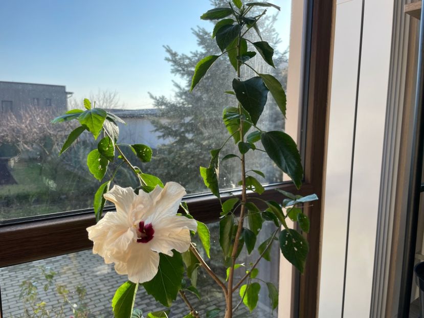  - Clasici - Apricot Dublu și Alb Dublu