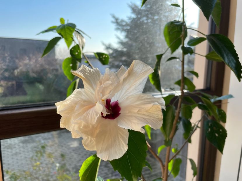  - Clasici - Apricot Dublu și Alb Dublu