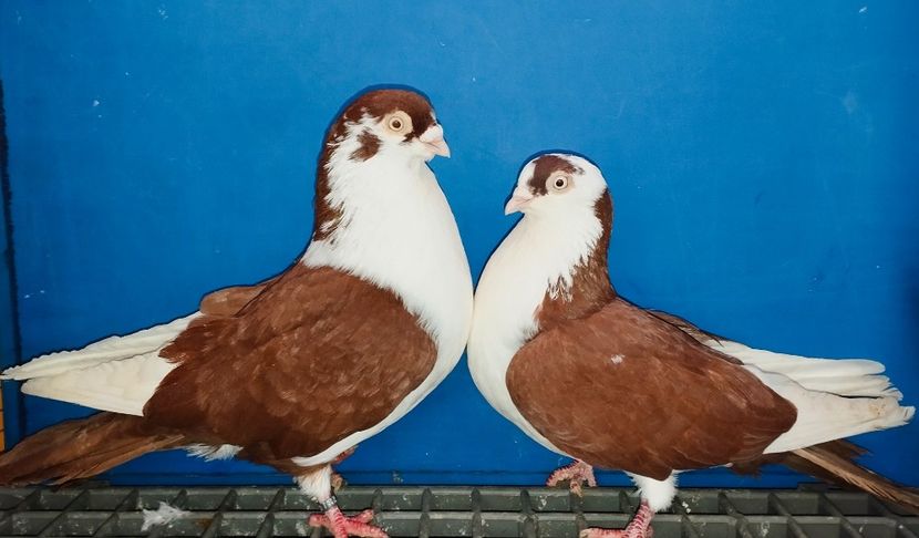 Perechea - B - Perechi 2025