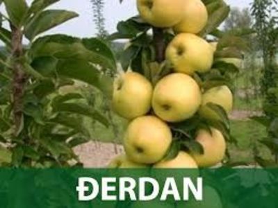 mar columnar derdan - MAR columnar ĐERDAN