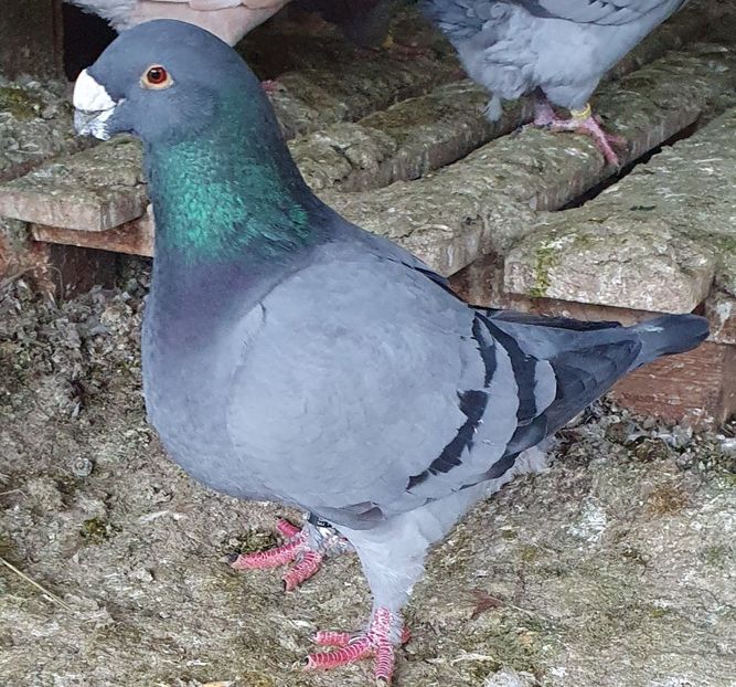  - Perechi pentru 2025