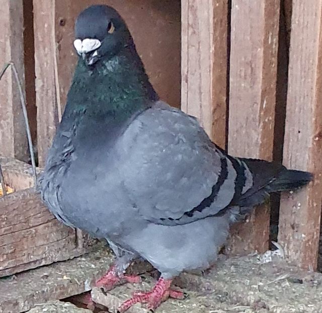  - Perechi pentru 2025