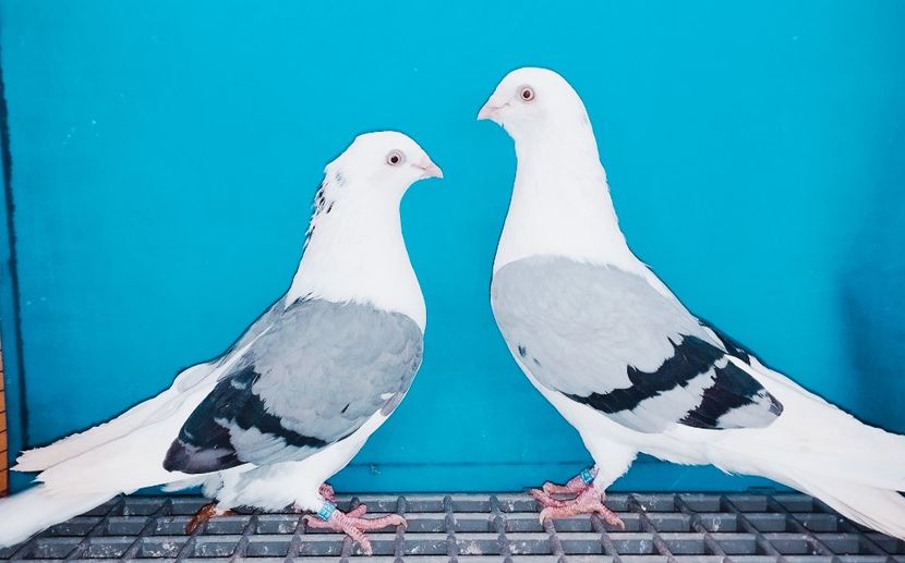 Perechea - B - Perechi 2025