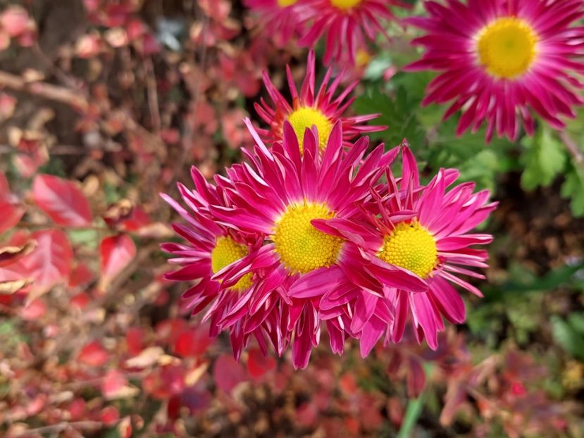  - 2024 sept oct nov dec