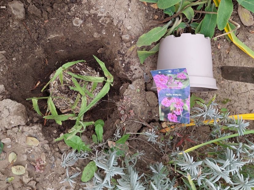  - aaa Comanda plante 2022 2023 2024