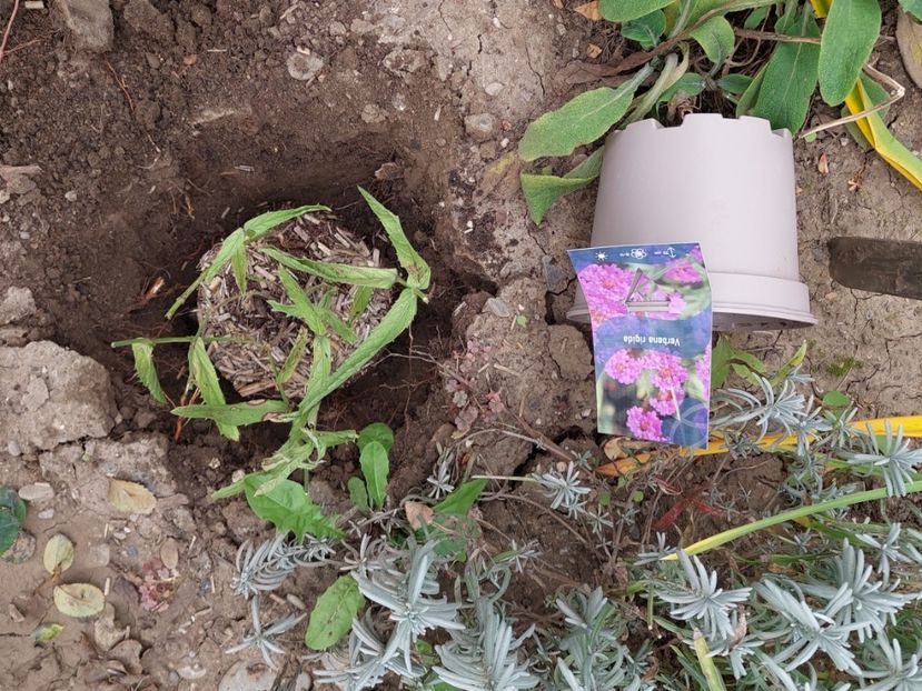  - aaa Comanda plante 2022 2023 2024