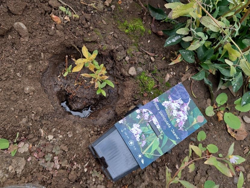  - aaa Comanda plante 2022 2023 2024