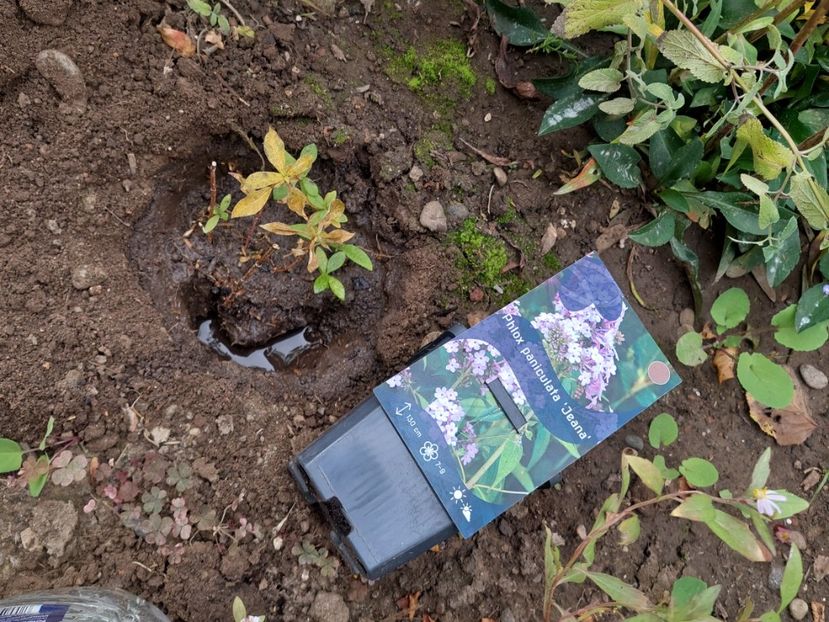  - aaa Comanda plante 2022 2023 2024