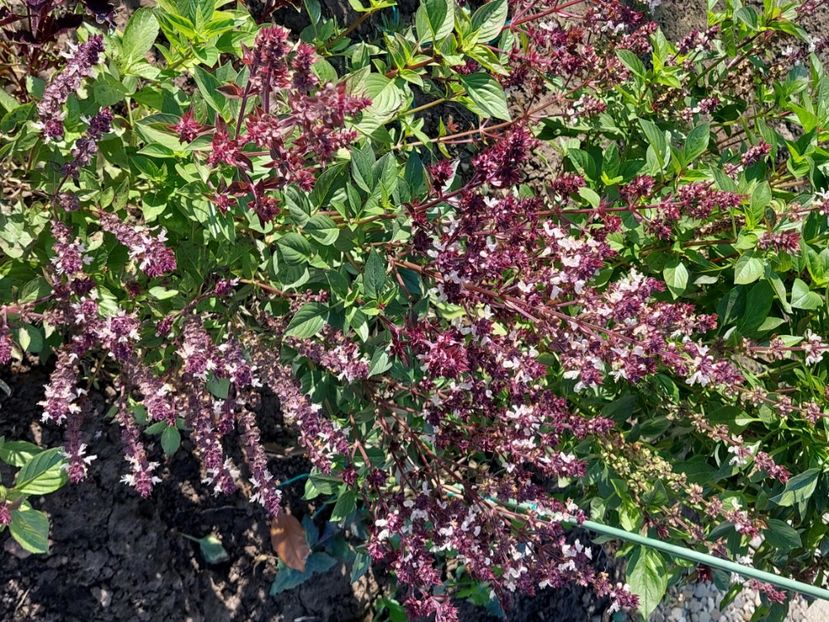  - 2024 sept oct nov dec