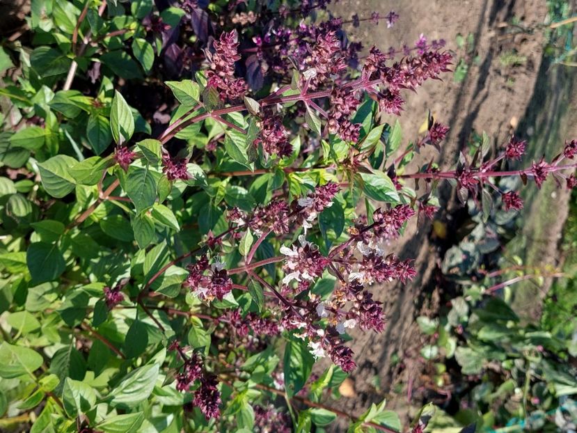  - 2024 sept oct nov dec