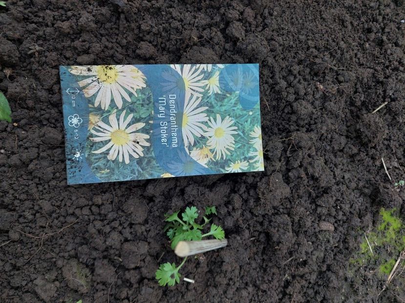  - aaa Comanda plante 2022 2023 2024