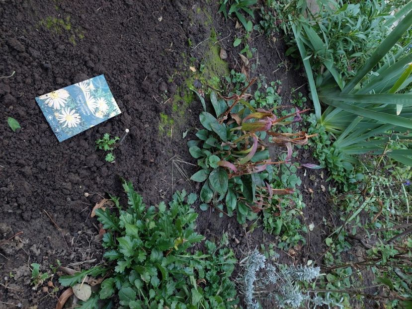  - aaa Comanda plante 2022 2023 2024