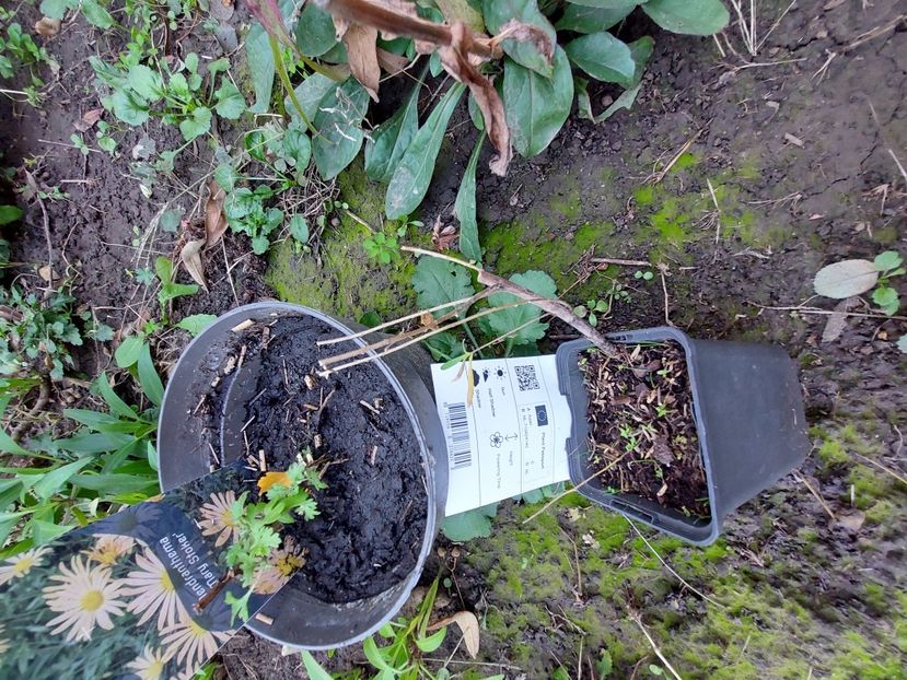  - aaa Comanda plante 2022 2023 2024