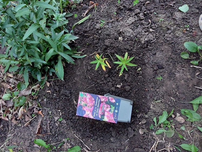  - aaa Comanda plante 2022 2023 2024