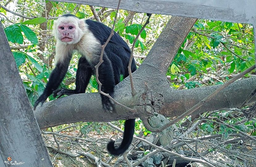 COSTA RICA - Monkey 3 - B - ANIMALS