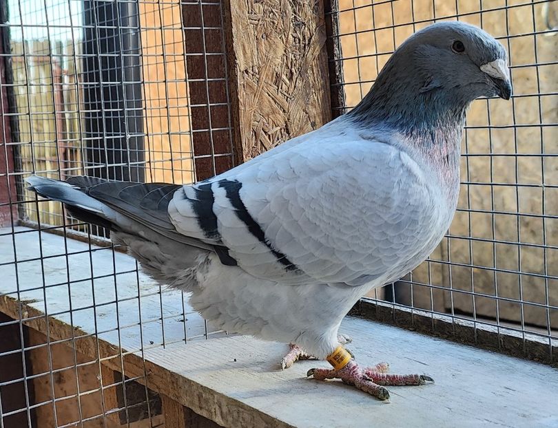 1 - Pui voiajor standard 2024