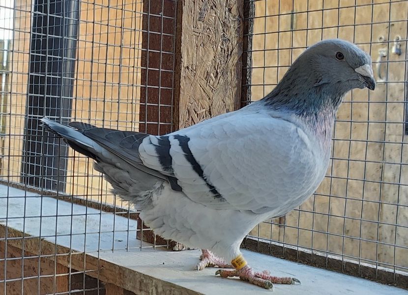 2 - Pui voiajor standard 2024