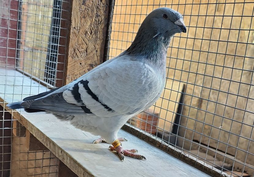 3 - Pui voiajor standard 2024