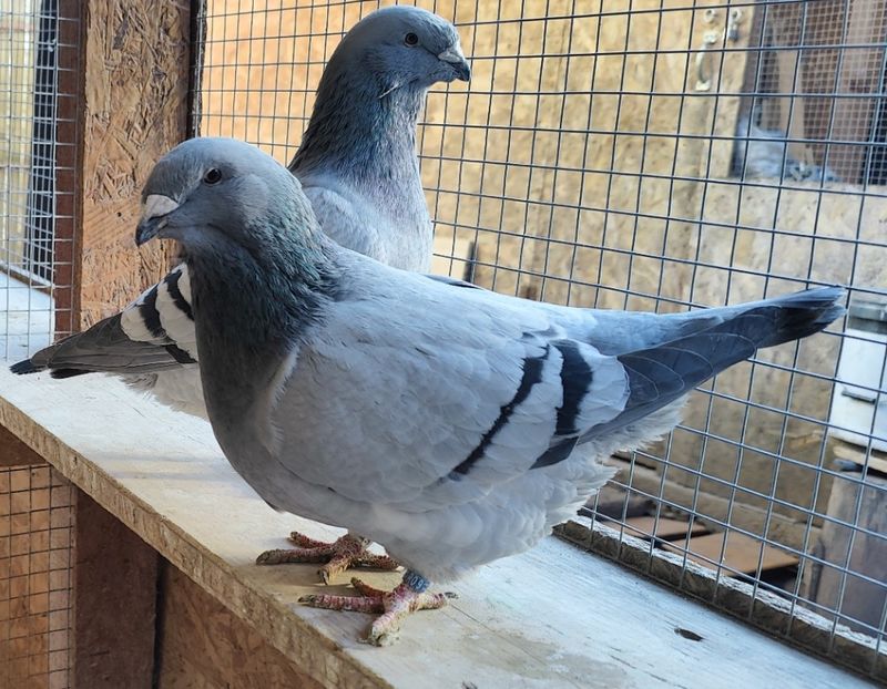 4 - Pui voiajor standard 2024