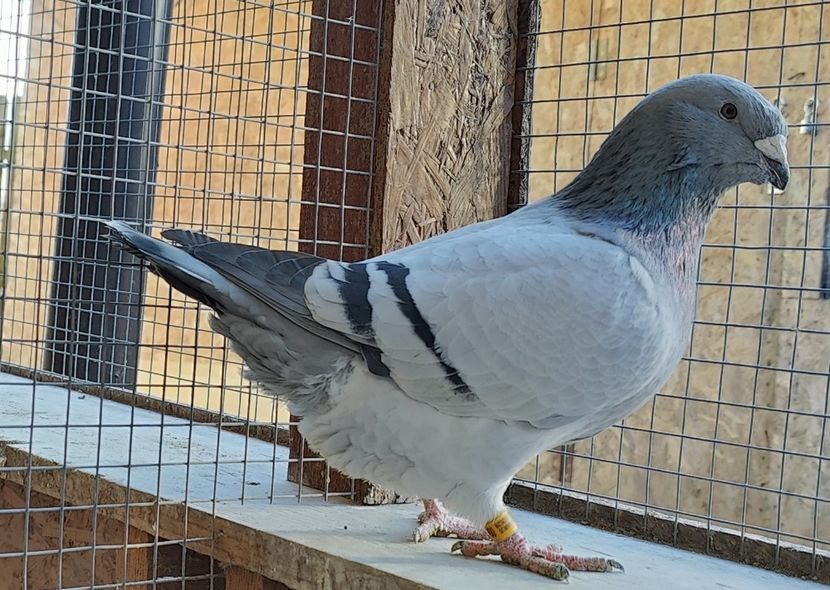 6 - Pui voiajor standard 2024