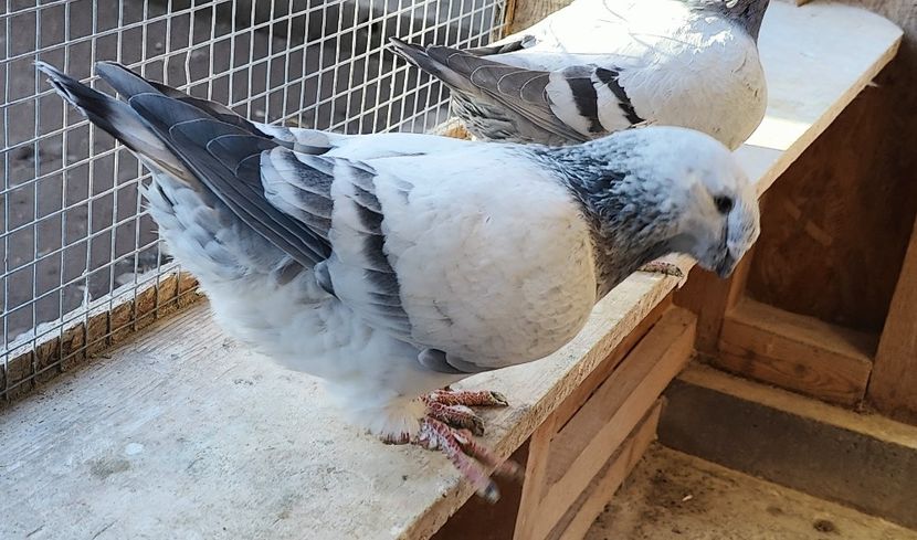 7 - Pui voiajor standard 2024