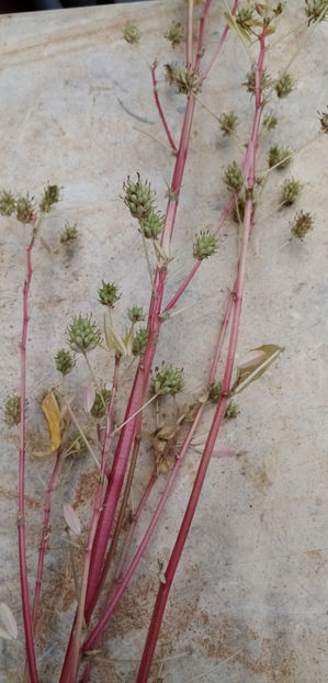  - -SCHINDUF ALBASTRU - SUNDUC - TRIGONELLA MELILOTUS- COERULEA