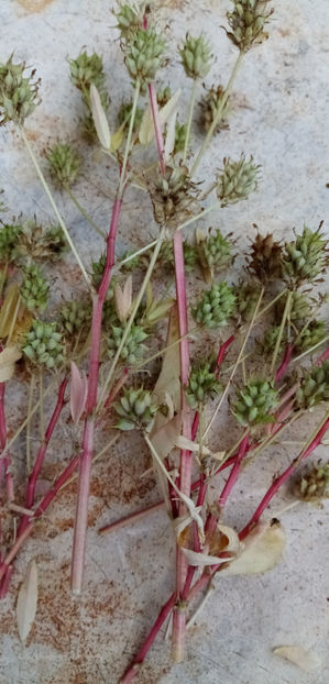  - -SCHINDUF ALBASTRU - SUNDUC - TRIGONELLA MELILOTUS- COERULEA