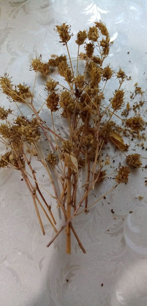 WhatsApp Image 2025-02-02 at 05.16.41(1) - -SCHINDUF ALBASTRU - SUNDUC - TRIGONELLA MELILOTUS- COERULEA