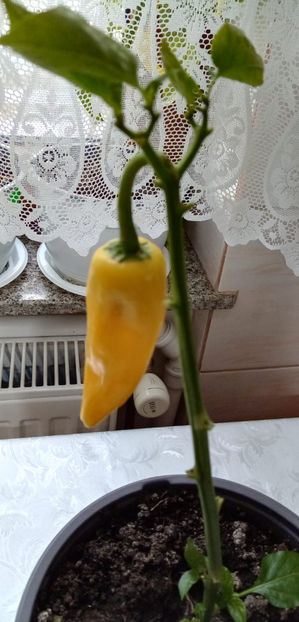 WhatsApp Image 2025-02-02 at 05.26.16(2) - -ARDEI IUTI