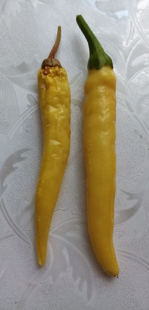 WhatsApp Image 2025-02-02 at 05.10.55(1) - -ARDEI IUTI